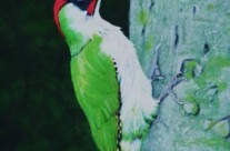 The Green Woodpecker