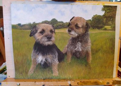 Boarder Terriers