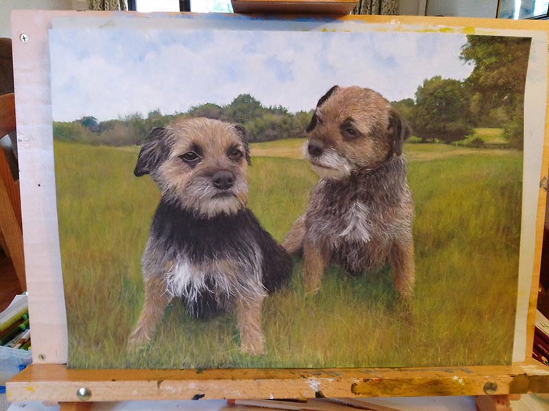 2 boarder terriers in a field