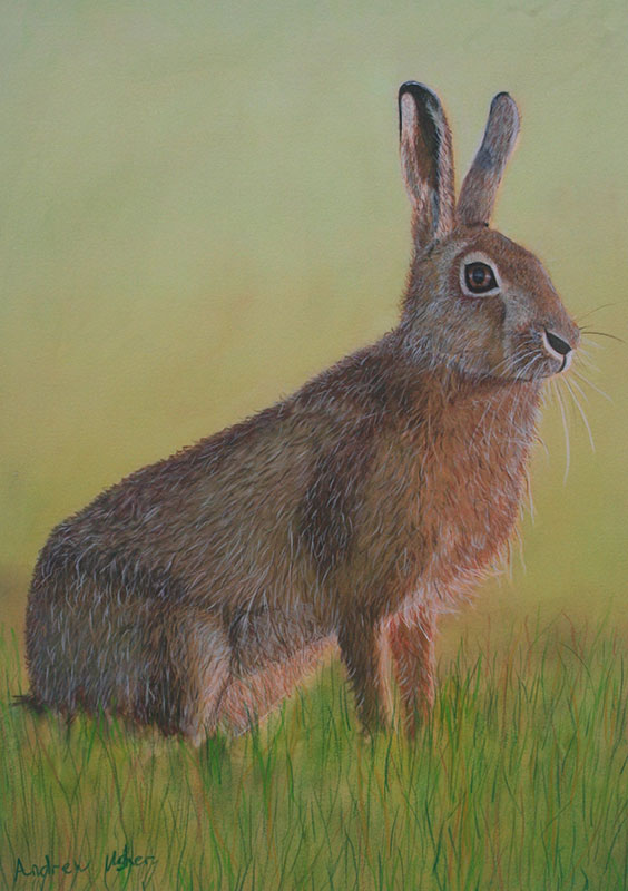 Bunny-the-hare Painting of a rabbit satb upright in green grass